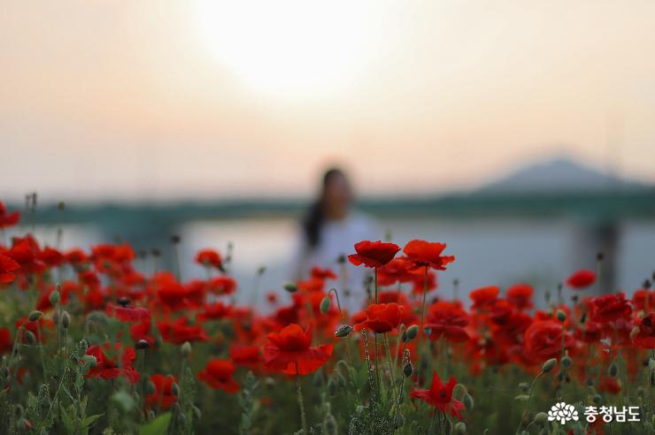 '노을맛집' 미르섬에서 양귀비꽃을 사진