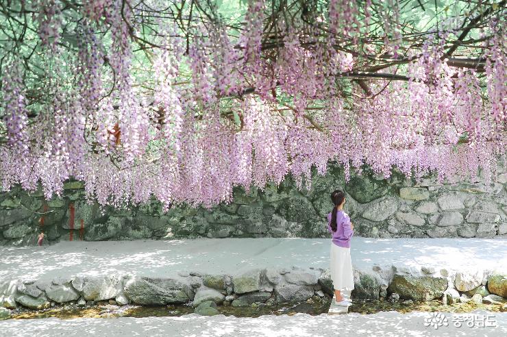 등나무꽃 보랏빛 향기 사진