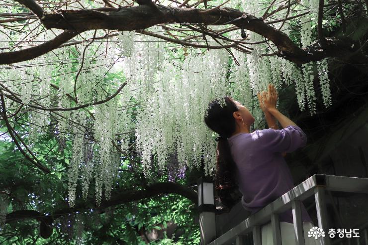 등나무꽃 보랏빛 향기 사진