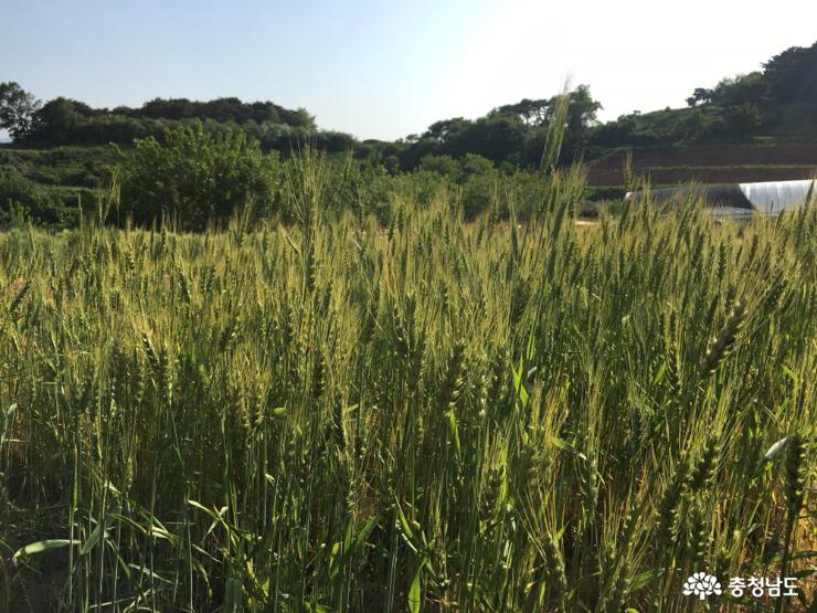 발달장애청소년을위한교육농장장애와함께일하는돌봄농장꿈이자라는뜰 11