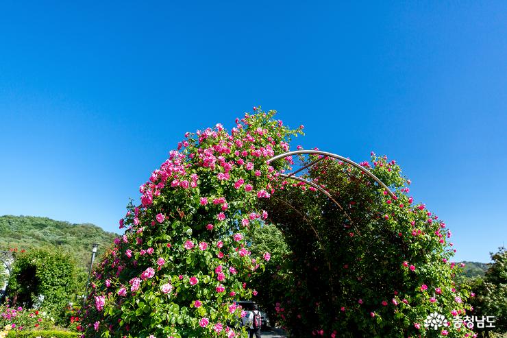 천안 단대 장미정원에서 마음껏 장미꽃을 감상해 보세요! 사진