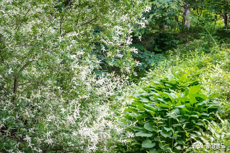 여름의 길목에서 찾은 청양 고운식물원 사진
