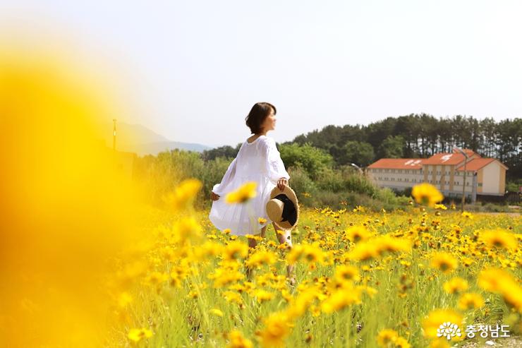 천안 예당의 예술적인 금계화 꽃밭에서 인생사진