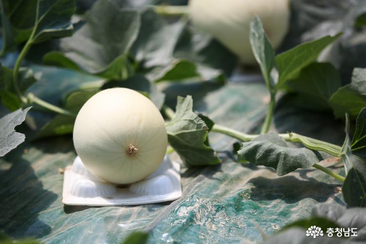 과육이 부드럽고 아삭한 제철 과일 멜론 1