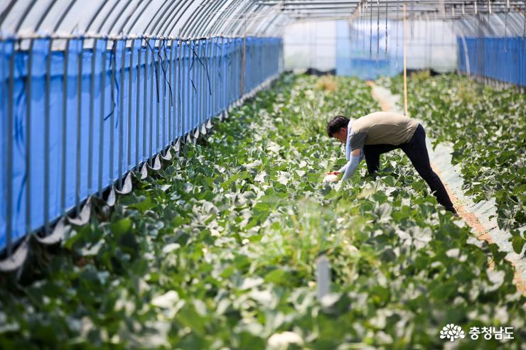 과육이 부드럽고 아삭한 제철 과일 멜론 사진