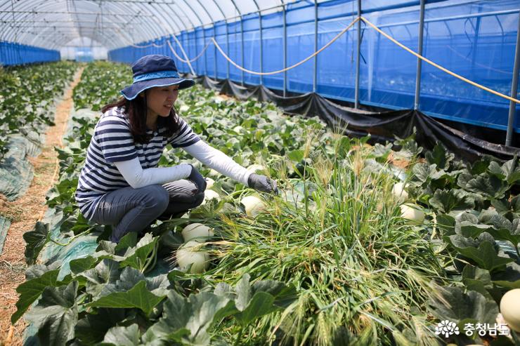 과육이 부드럽고 아삭한 제철 과일 멜론 사진