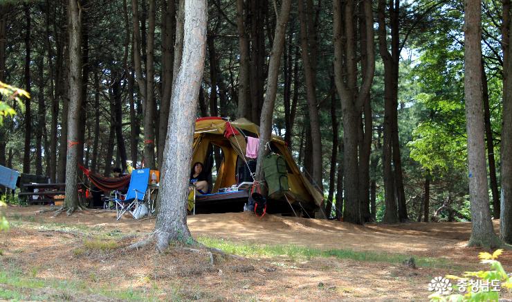 독립기념관 캠핑장이 지난 4월 리뉴얼을 거쳐 재개장됐다. 사진은 소나무로 둘러쌓인 '만세ZONE' 캠핑장