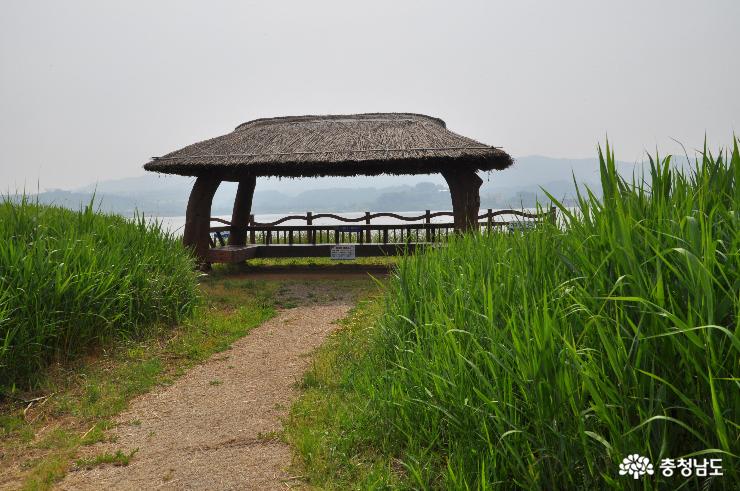 신성리 갈대밭