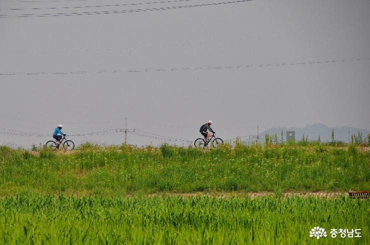 신성리 갈대밭
