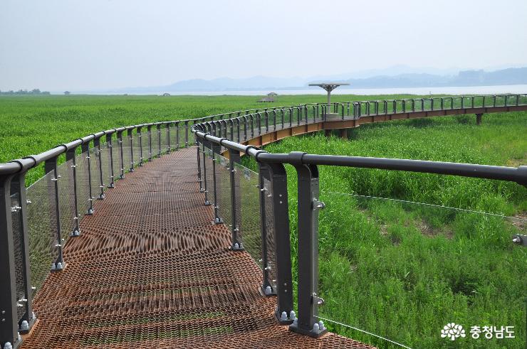 신성리 갈대밭