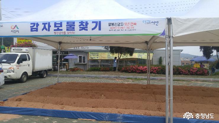 팔봉산감자축제구경도입맛도10점만점에10점 6