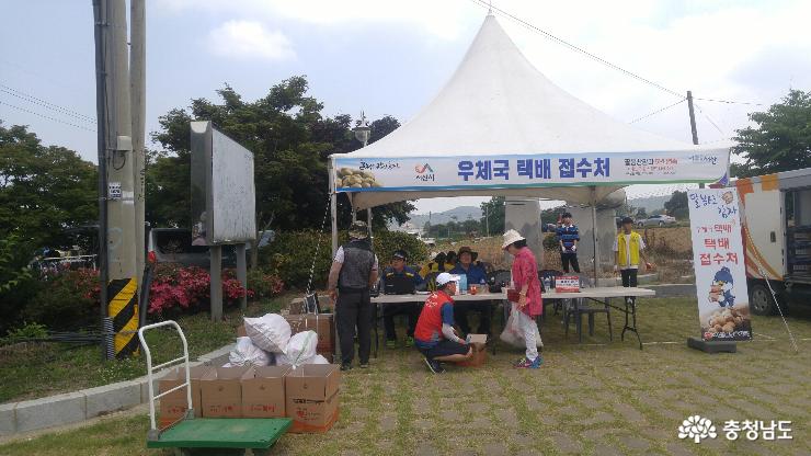 팔봉산감자축제구경도입맛도10점만점에10점 11