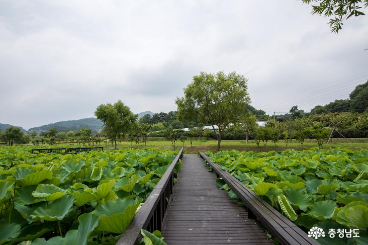 홍성 고암 이응노 생가기념관에도 연꽃이 피어나다