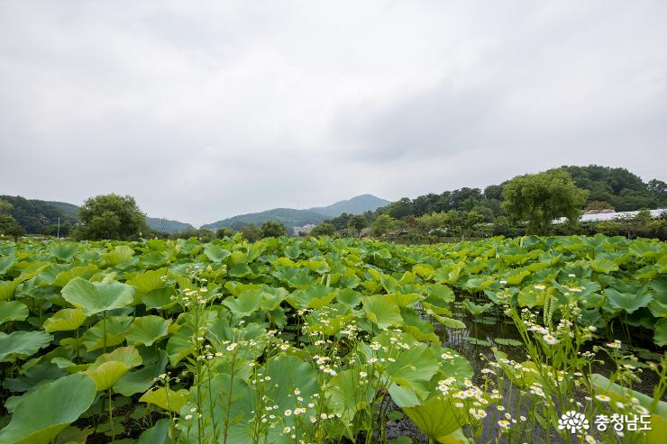 홍성고암이응노생가기념관에도연꽃이피어나다 3