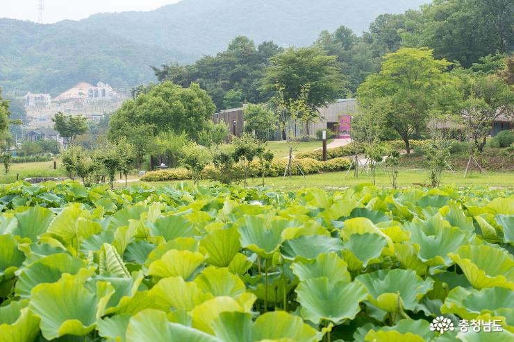 홍성고암이응노생가기념관에도연꽃이피어나다 5