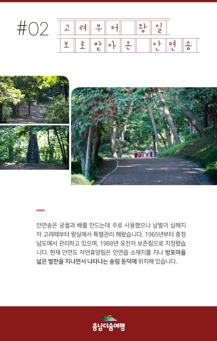 충남더숨여행-태안 안면도자연휴양림 안면송1