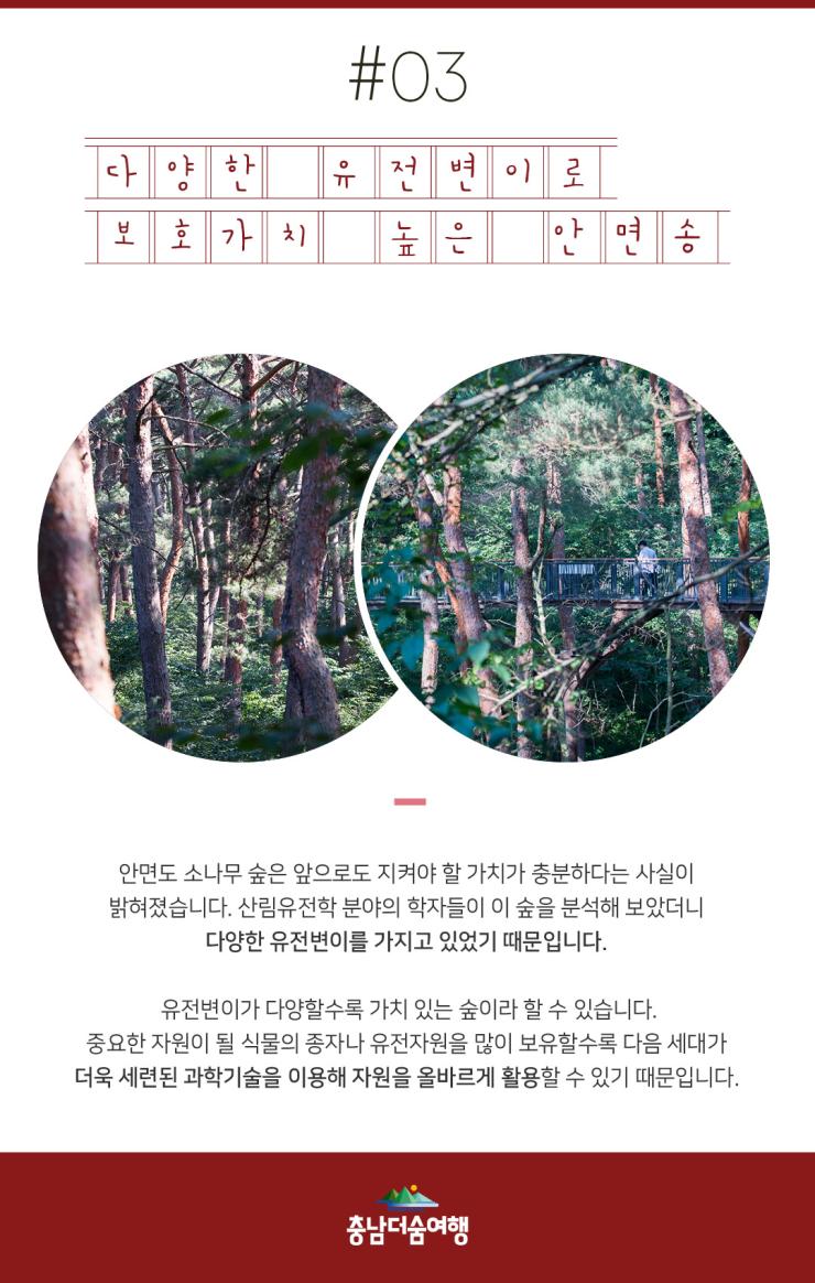 충남더숨여행-태안 안면도자연휴양림 안면송2