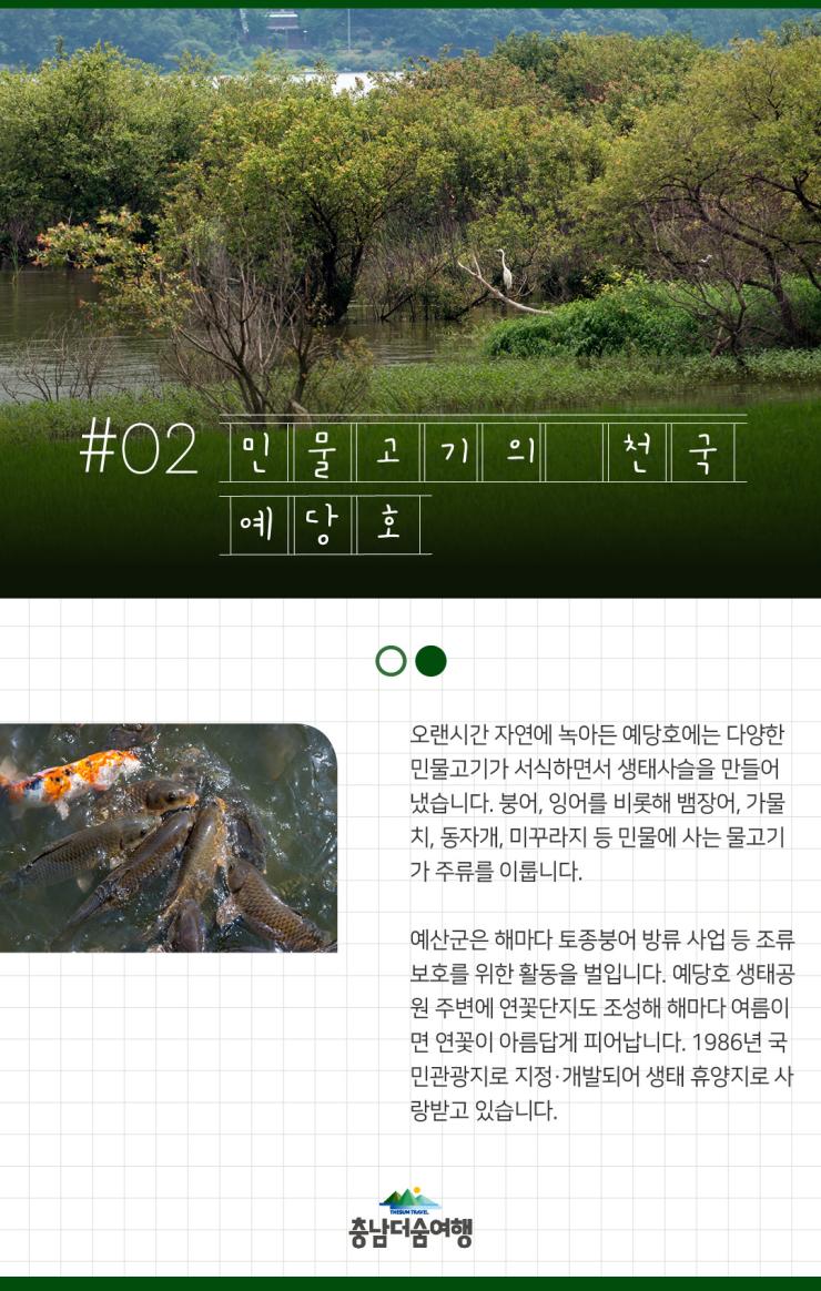 충남더숨여행-예산 예당호 민물고기의 천국