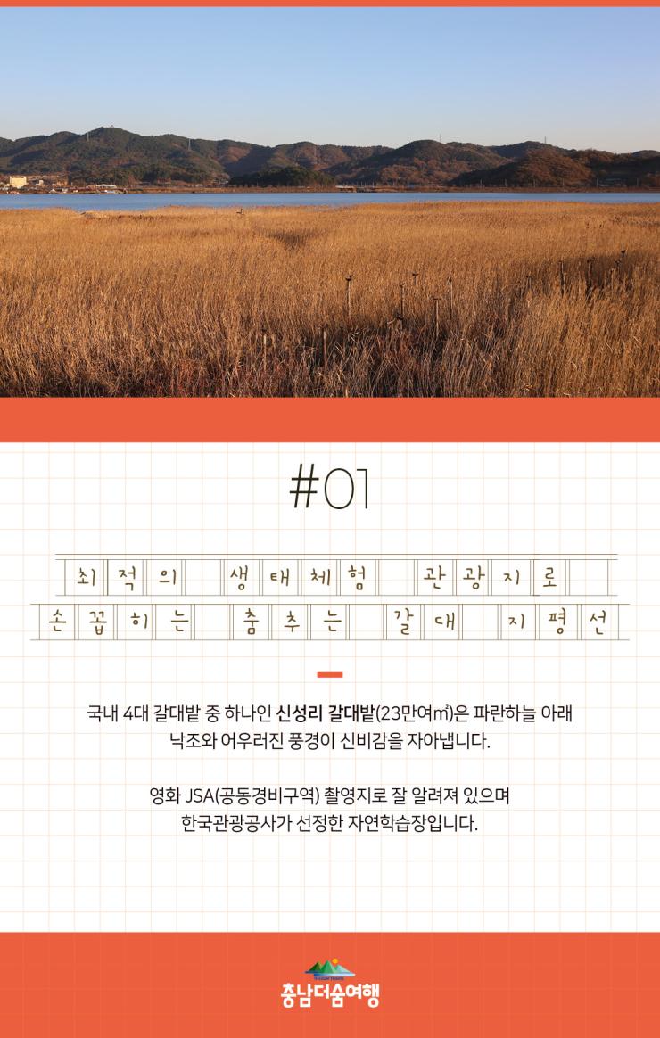 충남더숨여행-서천 신성리갈대밭 최적의 생태체험 관광지