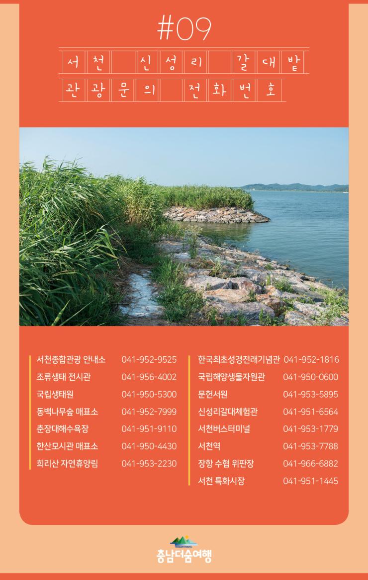 충남더숨여행-서천 신성리갈대밭 관광문의 전화번호