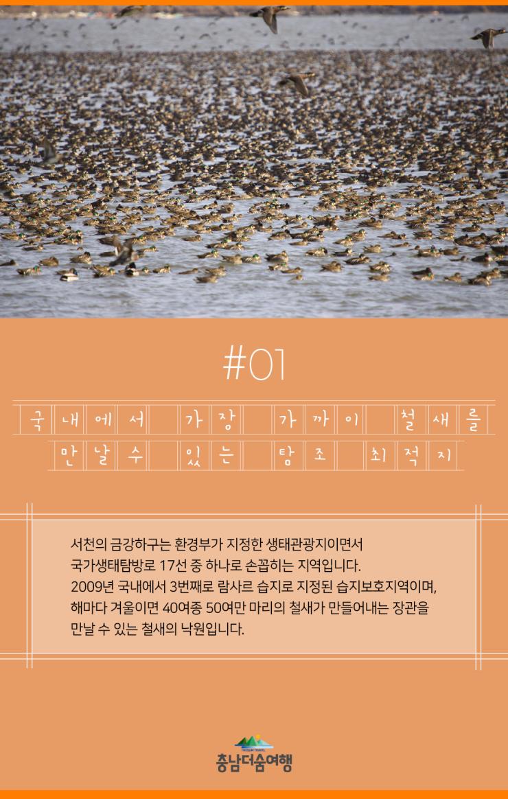 충남더숨여행-서천 금강하구 탐조 최적지