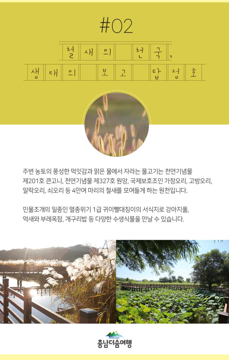 충남더숨여행-논산 탑정호 철새의 천국