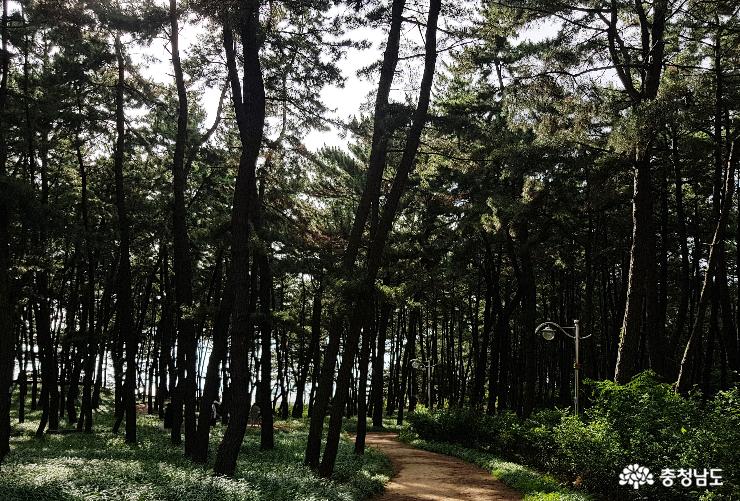 숲과 바다가 일품인 장항솔숲 사진