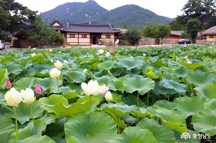 더운여름시원한충남아산강당골계곡으로피서가요 9