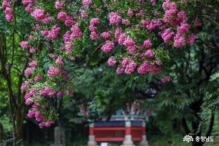 여름에 피는 배롱나무꽃이 예쁜 온양민속박물관 사진