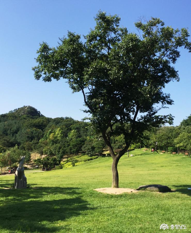 잔디광장이멋진곳영인산수목원 6