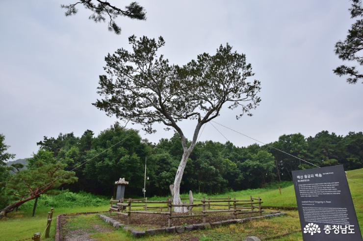 전국에 7그루 남은 희귀한 나무, 백송 사진
