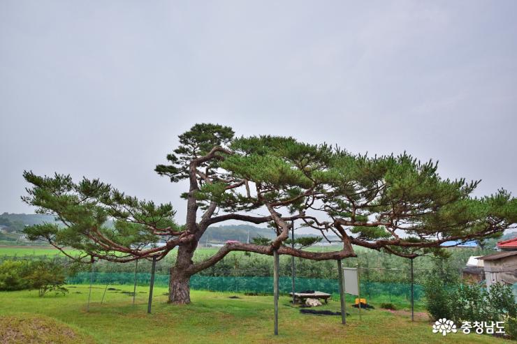 전국에 7그루 남은 희귀한 나무, 백송 사진