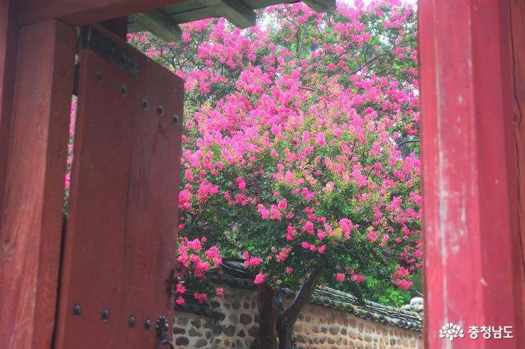 연분홍 배롱나무꽃이 흐드러지게 핀 돈암서원 사진