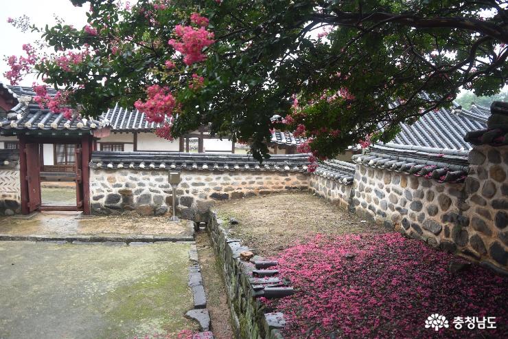 연분홍 배롱나무꽃이 흐드러지게 핀 돈암서원 사진