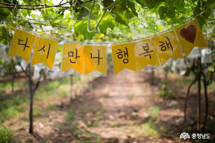 농부의 고귀한 땀방울에 영글어가는 포도송이 사진