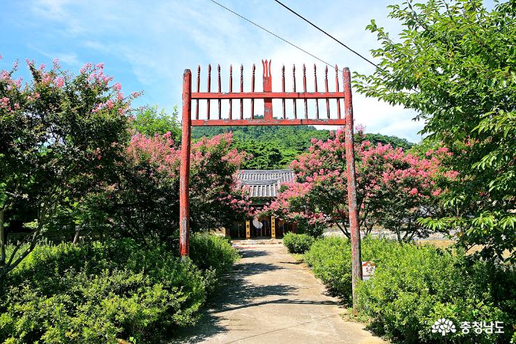 논산 가볼만한곳 붉은 배롱나무꽃 속 명재고택 사진