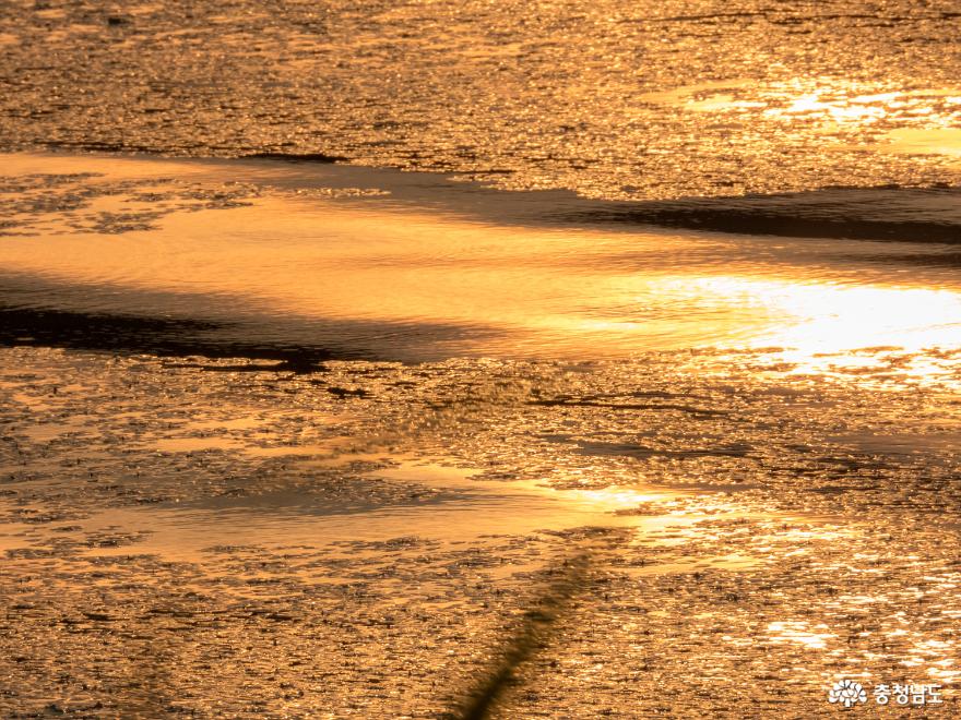 해 질 무렵 금빛물결 신정호의 풍경 사진