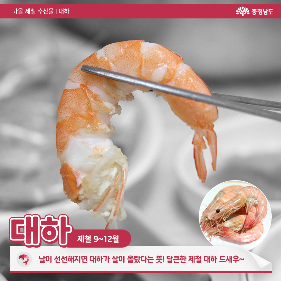 날이 선선해지면 대하가 살이 올랐다는 뜻! 달큰한 제철 대하 드새우~