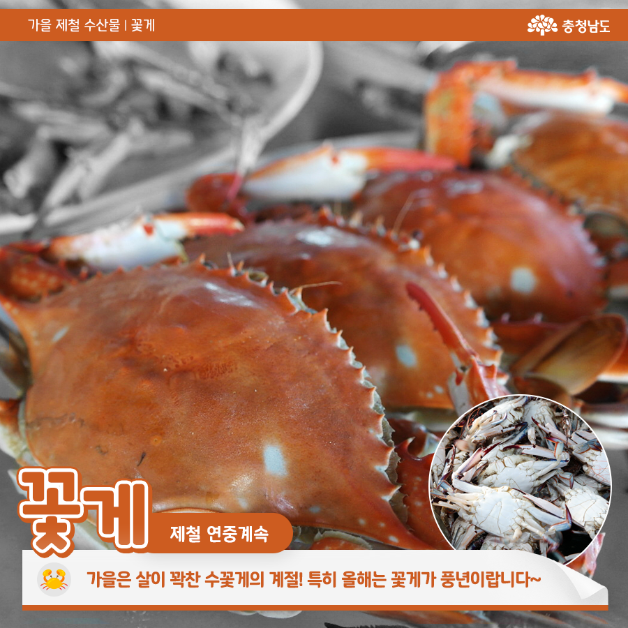 가을은 살이 꽉찬 수꽃게의 계절! 특히 올해는 꽃게가 풍년이랍니다~