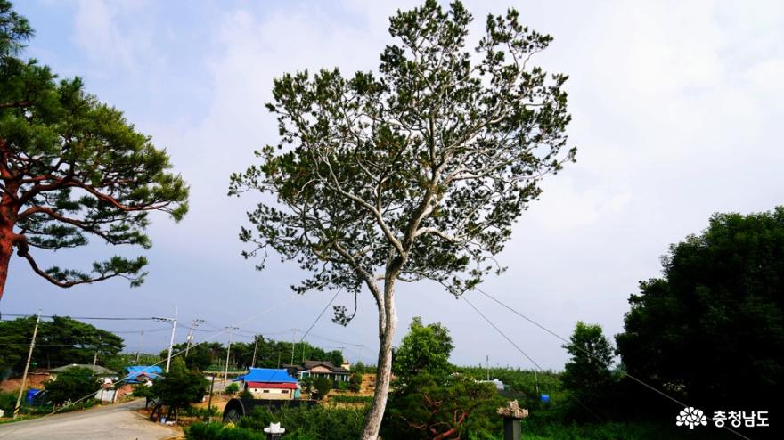 예산 백송공원 백송(하얀 소나무) 사진