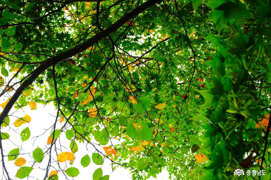 다가오는 가을, 아산 현충사 산책길 사진