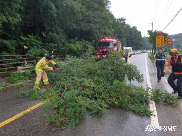 당진지역에서 쓰러져 도로를 가로막고 있는 나무를 제거하며 안전조치 하는 모습   