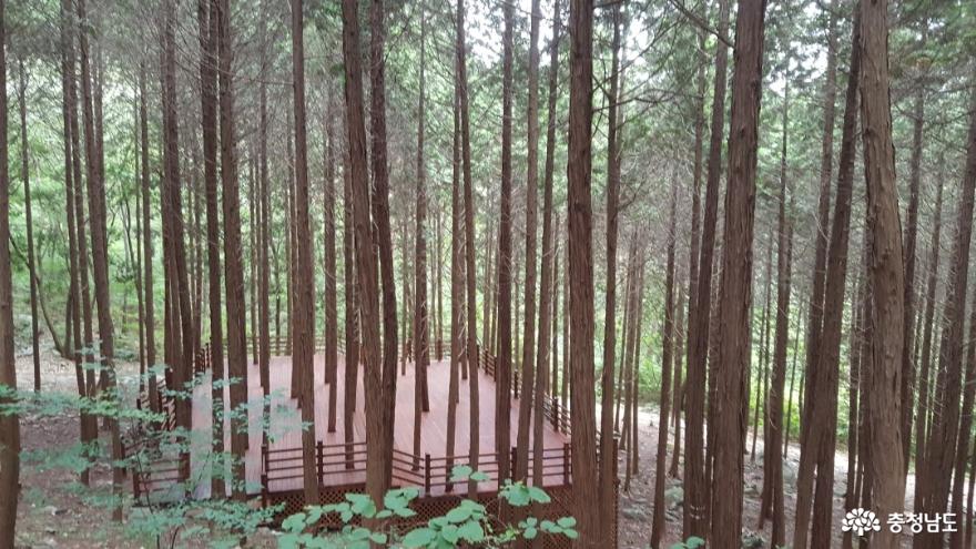 충남 보령 성주산 편백나무숲이 새로워졌어요!