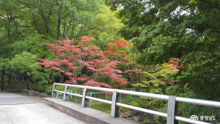 충남 보령 성주산 편백나무숲이 새로워졌어요! 사진