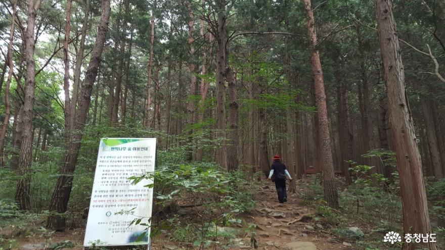 충남 보령 성주산 편백나무숲이 새로워졌어요! 사진