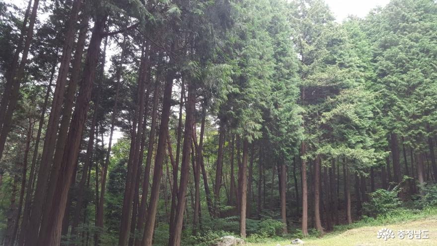 충남 보령 성주산 편백나무숲이 새로워졌어요! 사진