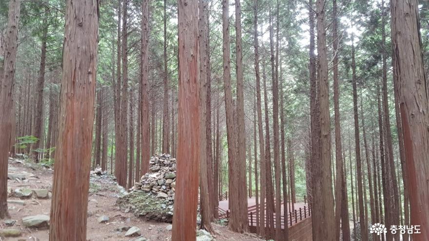 충남 보령 성주산 편백나무숲이 새로워졌어요! 사진