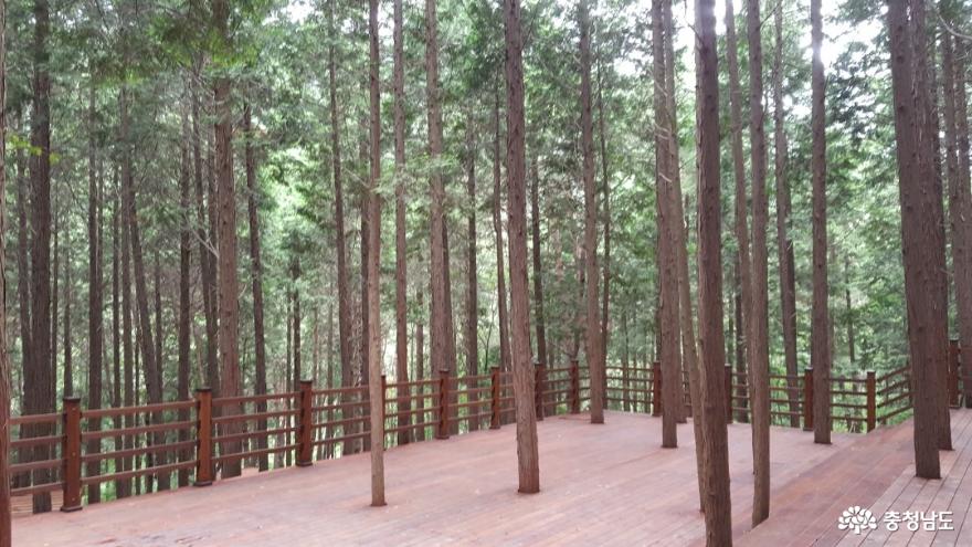 충남 보령 성주산 편백나무숲이 새로워졌어요! 사진