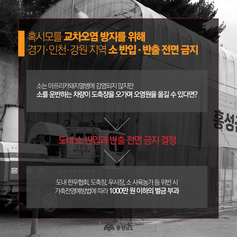 혹시모를 교차오염 방지를 위해 경기·인천·강원 지역 소 반입·반출 전면 금지