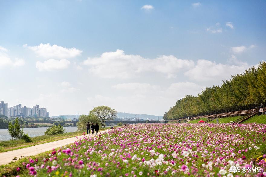 은행나무길이 기대되는 아산곡교천 사진